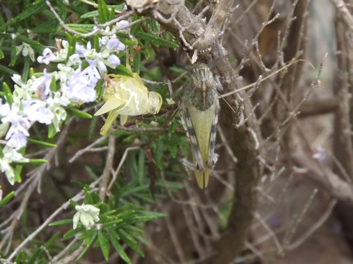 Anacridum aegyptium e sua muta?